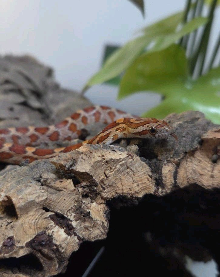 Rattenslang Rat Snake photo 2