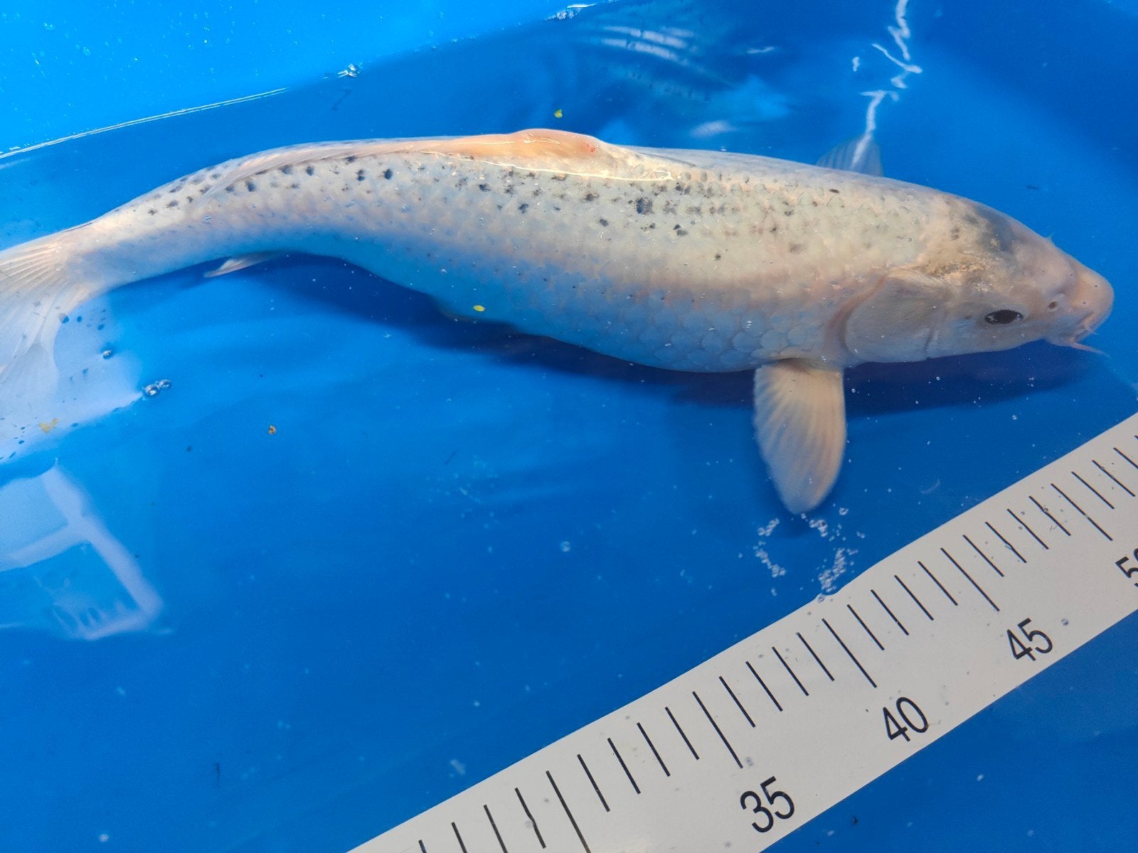 Diverse Koi's, Dieren en Toebehoren, Vissen | Vijvervissen, Karper of Koi