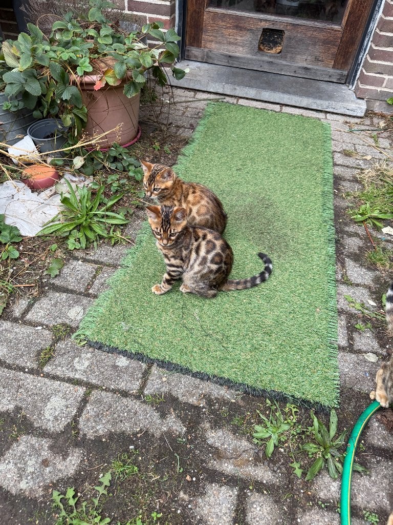 Bengaal top Stamboom ouders getest, Dieren en Toebehoren, Meerdere dieren, Met stamboom, 0 tot 2 jaar