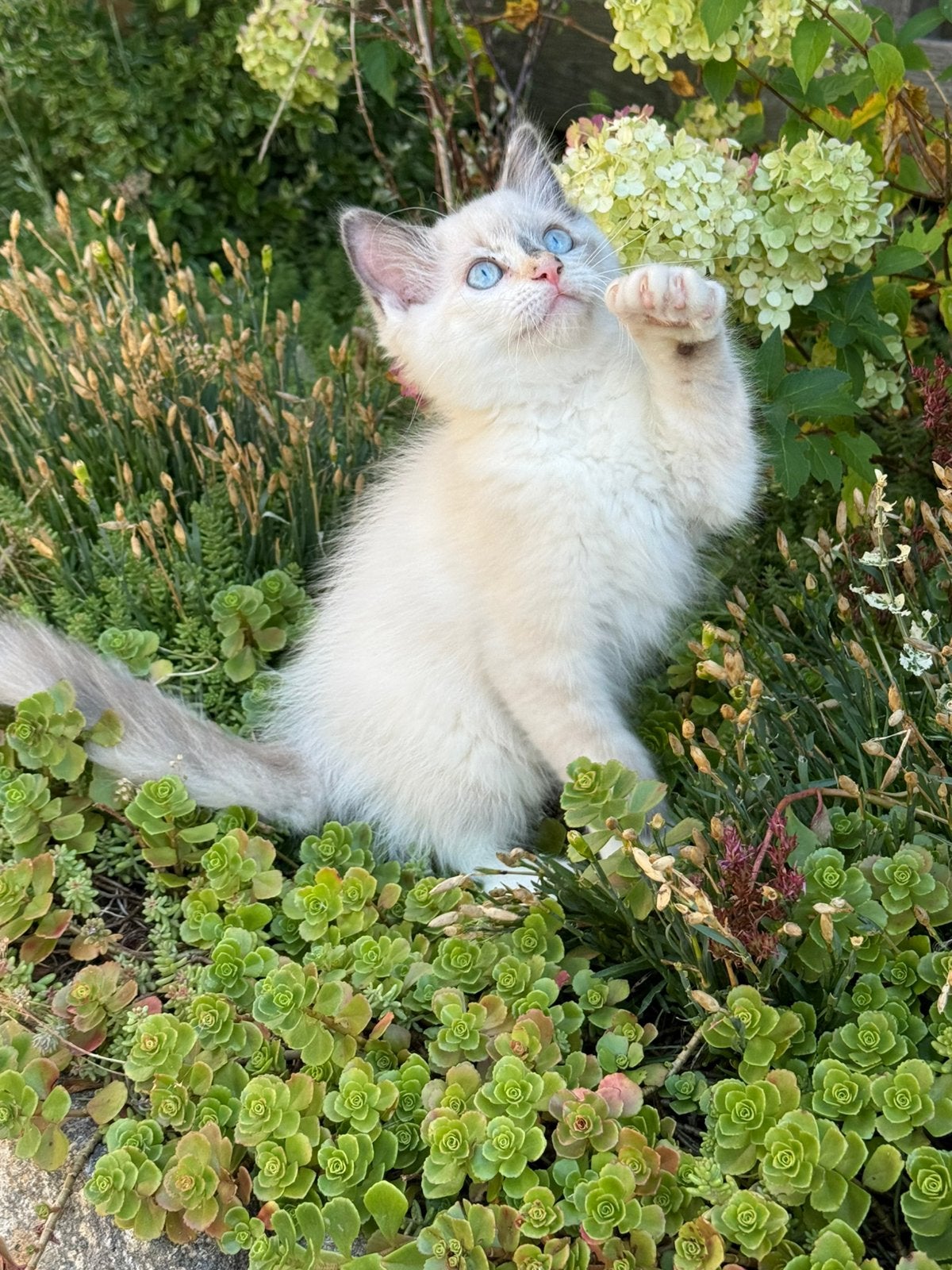Ragdoll kitten (poesje) met stamboom mag bijna verhuizen., Meerdere dieren, Met stamboom, 0 tot 2 jaar