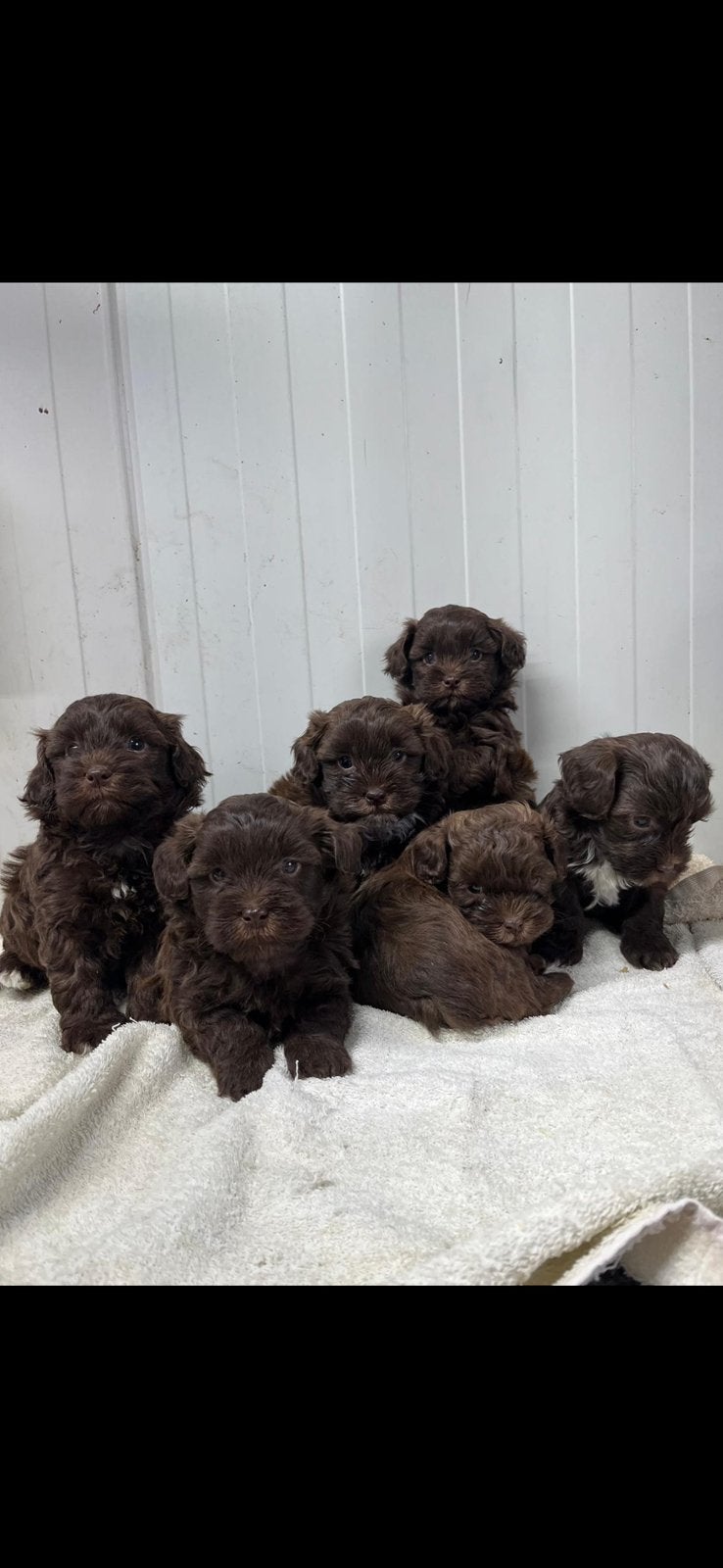 Beeldschone mini Maltipoo pups! Meerdere kleuren, Poedel, Nederland, CDV (hondenziekte), 8 tot 15 weken