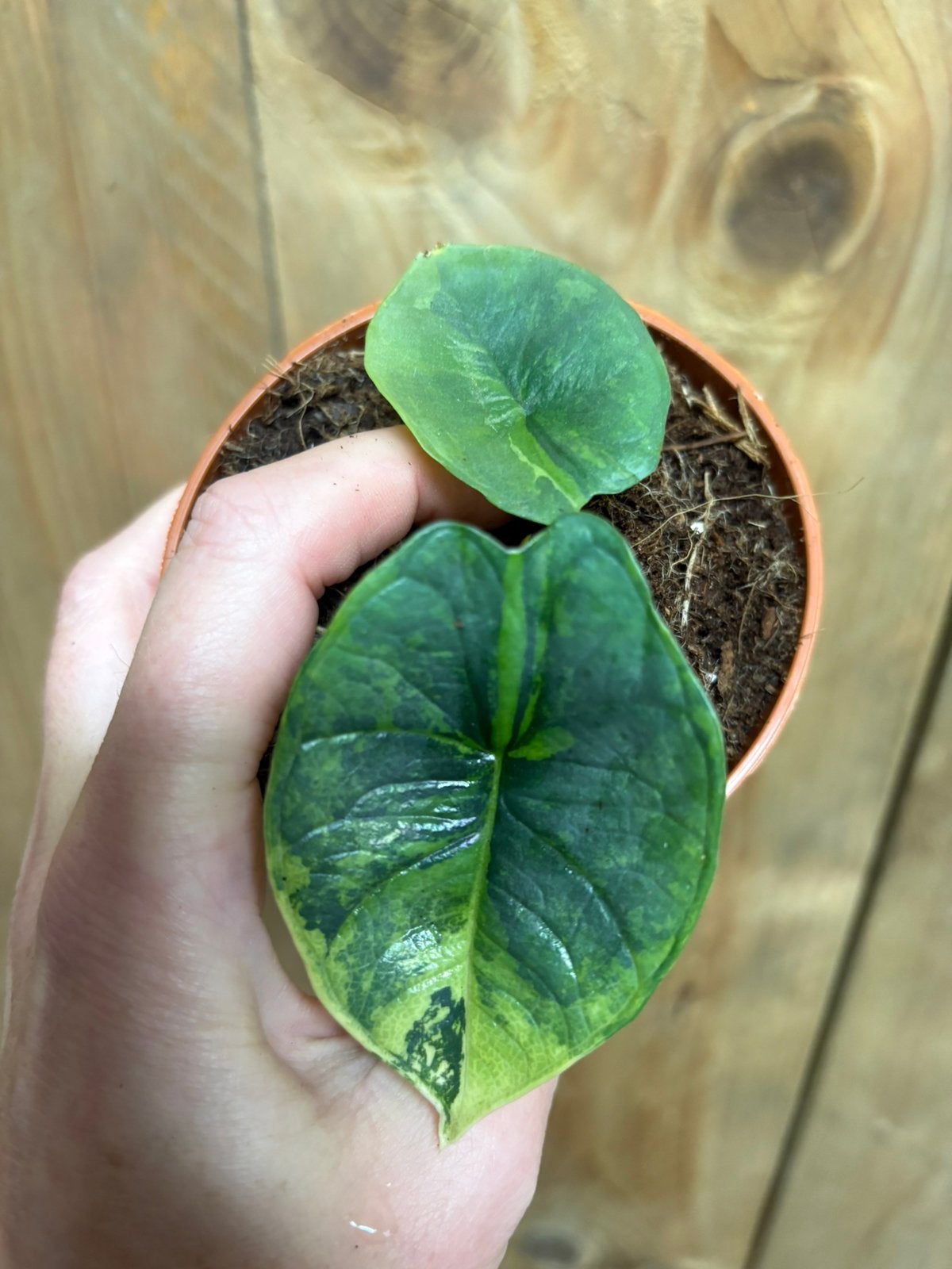 Alocasia platinum plant aurea mint green variegata, Ophalen of Verzenden, Halfschaduw, Minder dan 100 cm