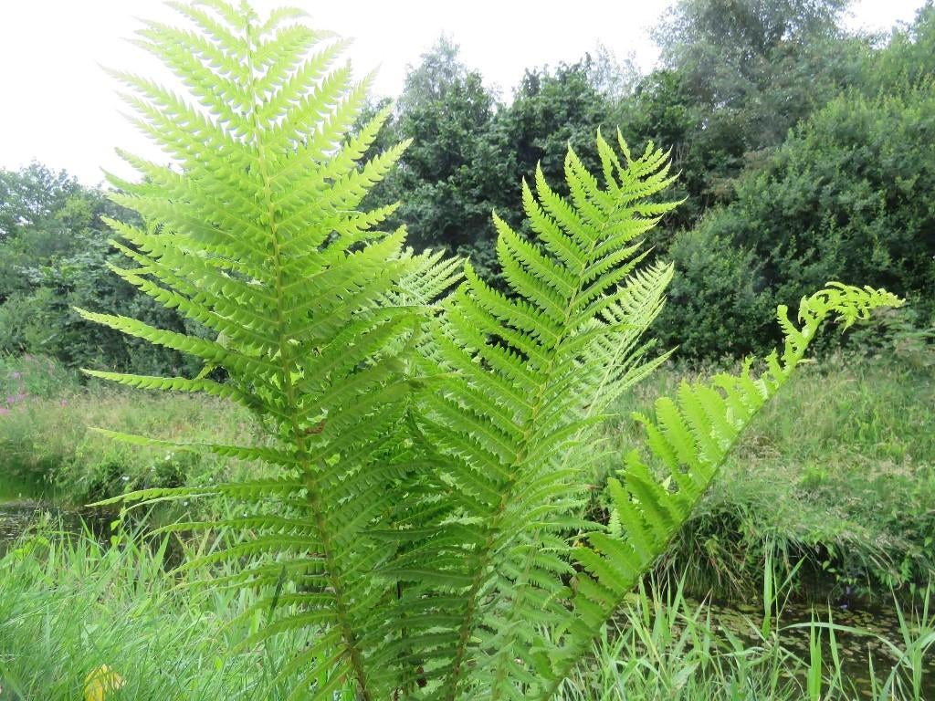 Vaste plant : Grote varen  5 euro, Tuin en Terras, Planten | Tuinplanten, Volle zon, Vaste plant, Bloeit niet, Ophalen