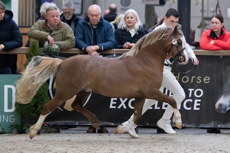 Bloedmooie welsh A nwpcs goedgekeurde hengst 3 jaar oud, Dieren en Toebehoren, Pony's, Merrie, A pony (tot 1.17m), Met stamboom