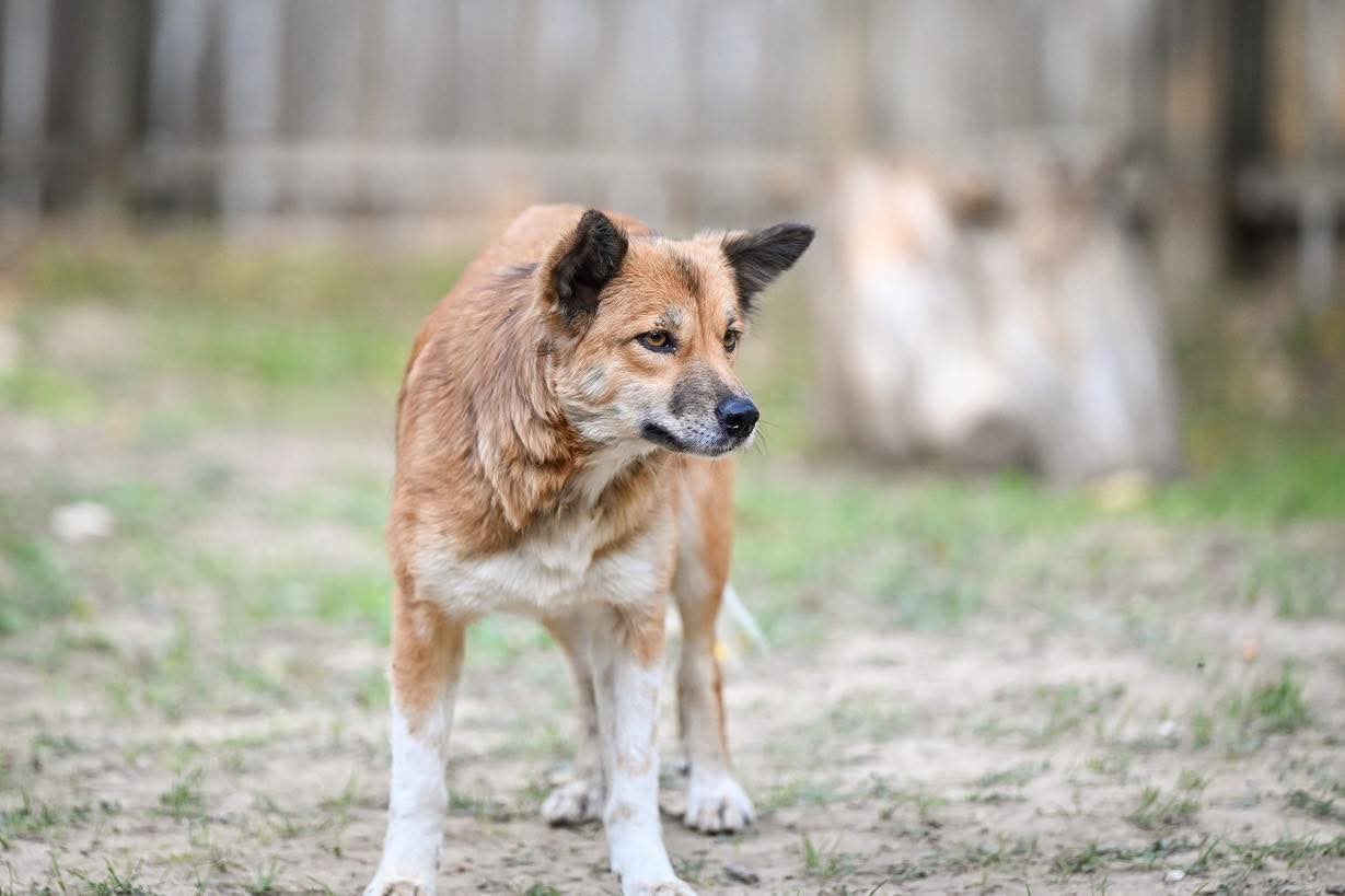 Mia, klein medium teefje gest 5 jaar, Particulier, Buitenland, Teef, Eén hond