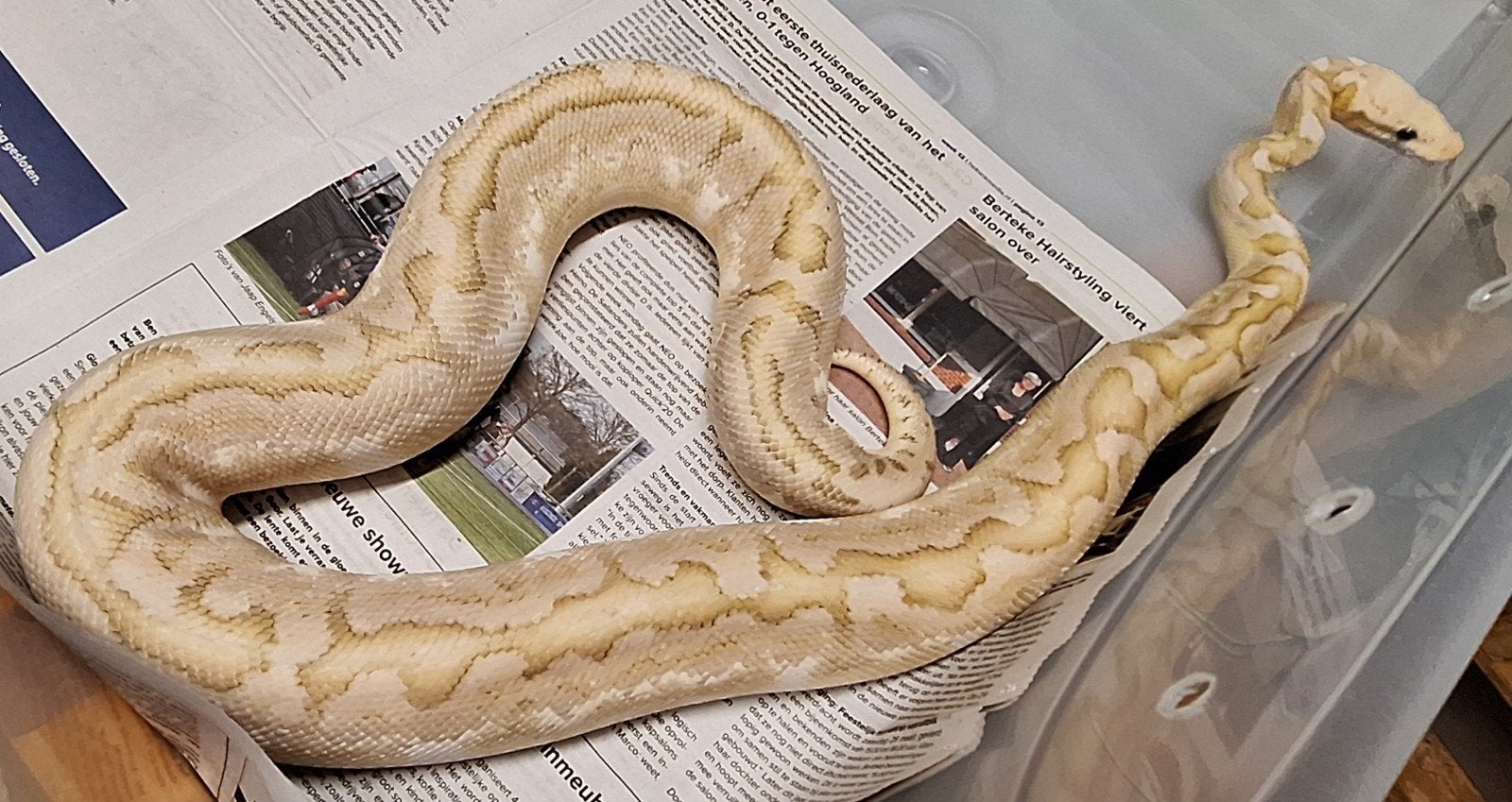 Bamboo spotnose pastel 100%het clown Ball Python photo 2