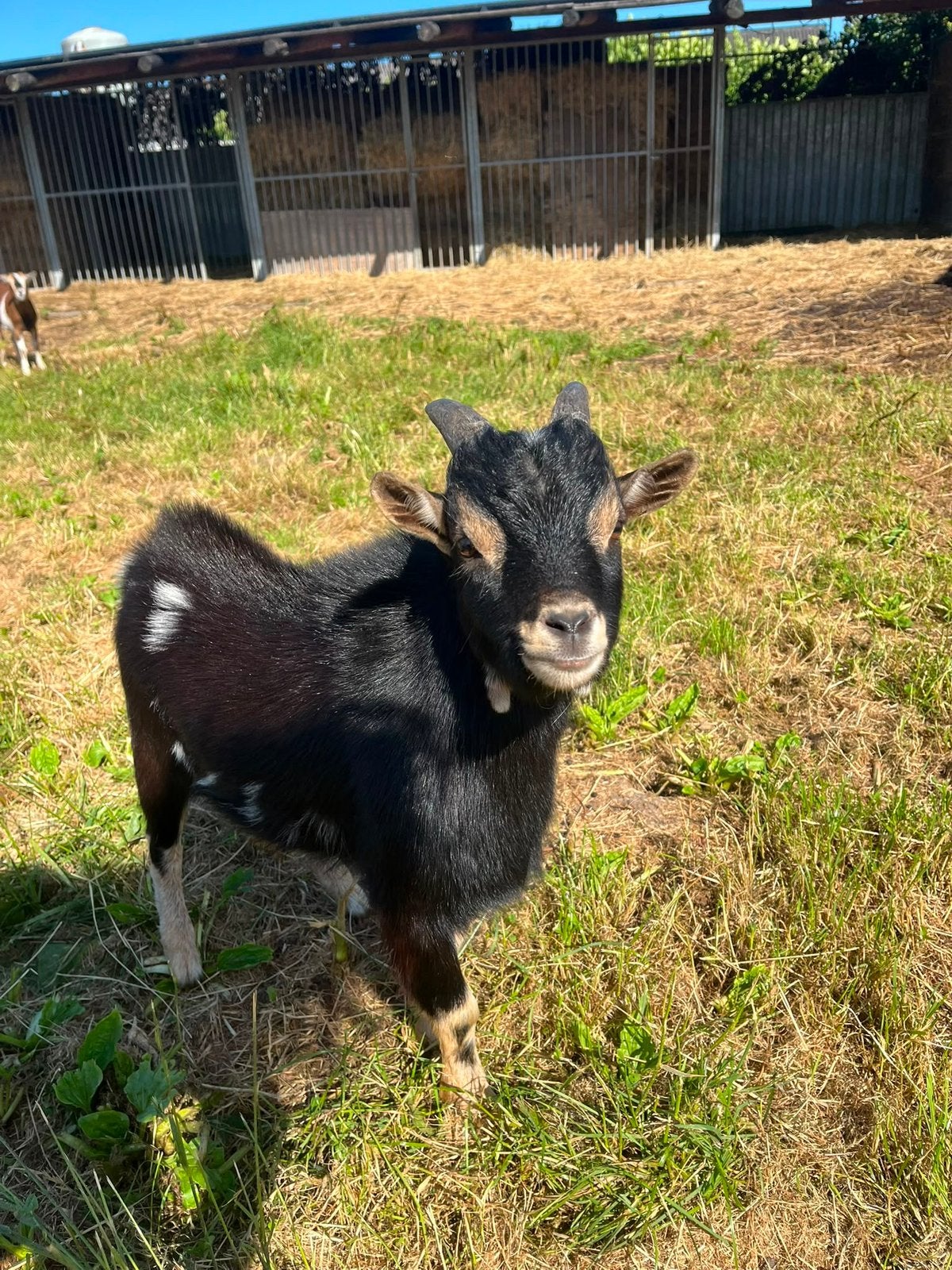 Jonge dwergbokje black & tan, Dieren en Toebehoren, Mannelijk, Geit, 0 tot 2 jaar