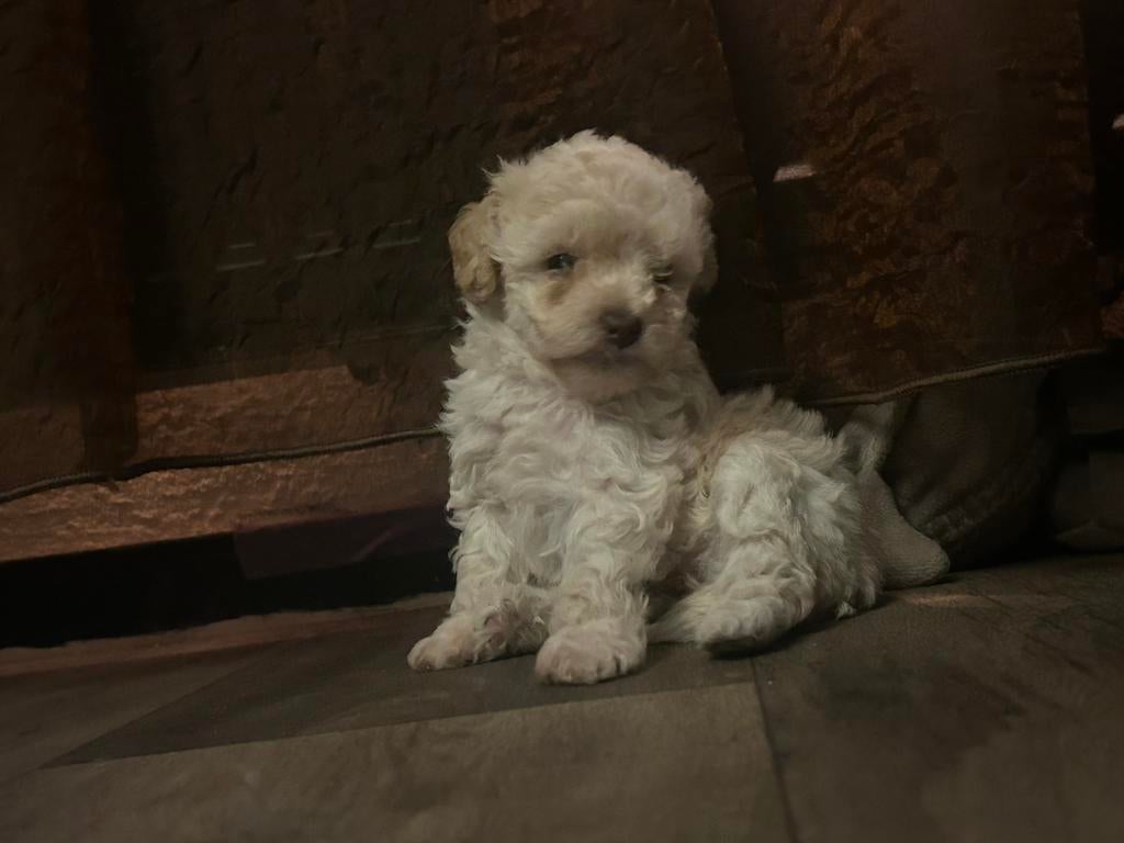 Toy poedel teefje, Poedel, 8 tot 15 weken, Teef, Parvo