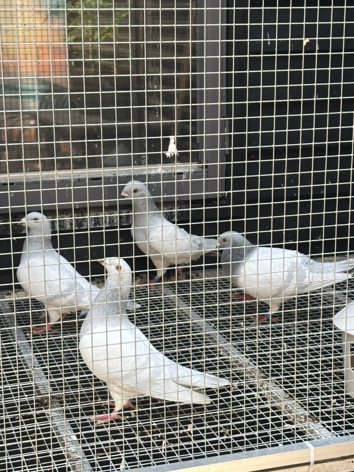 4 mooie duiven poeder blauw, Meerdere dieren