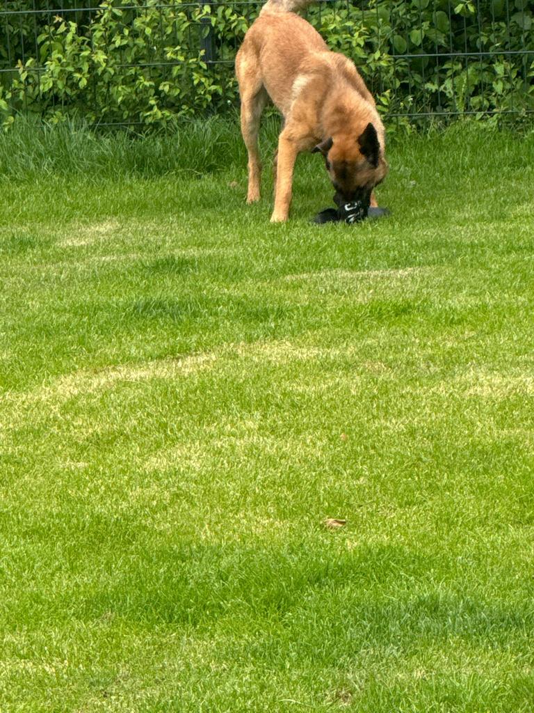 Belgische Malinois te koop – 1 jaar oud, Dieren en Toebehoren, 15 weken tot 1 jaar, Reu, Eén hond, Herder