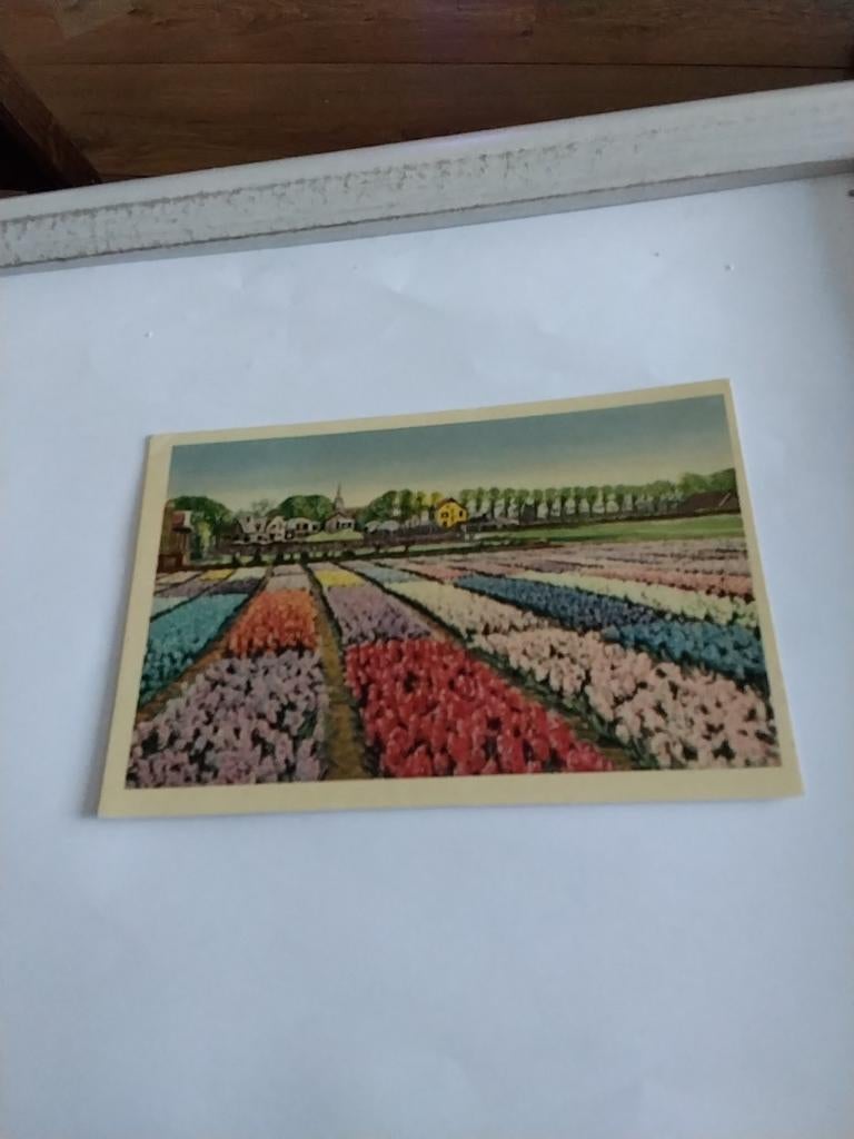 HOLLANDSE BLOEMBOLLENVELDEN, Ophalen of Verzenden, Voor 1920, Utrecht