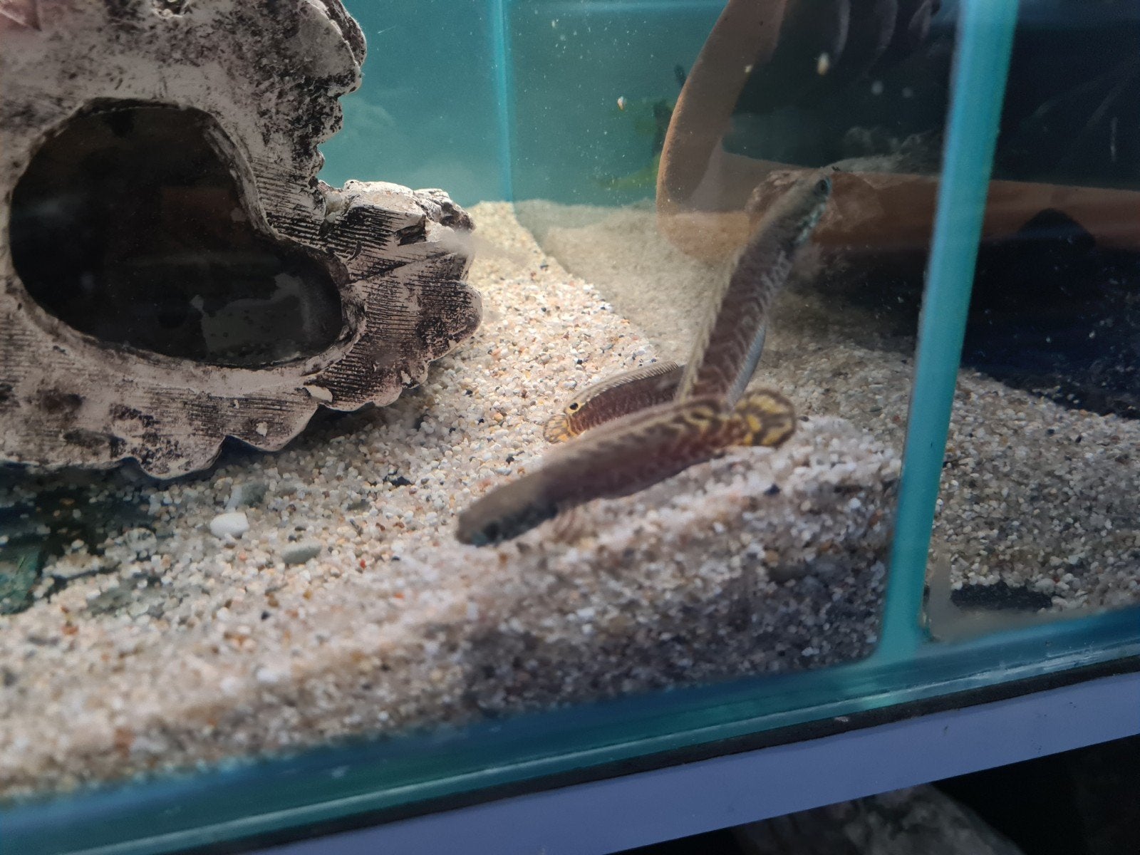 Channa Bleheri, Slangenkopvis