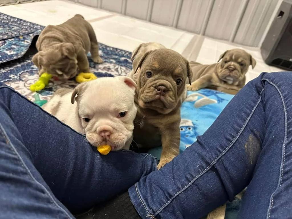 Schattige Engelse bulldogpuppy's zoeken een nieuw thuis., Dieren en Toebehoren, 8 tot 15 weken, Parvo, Bulldog, Meerdere