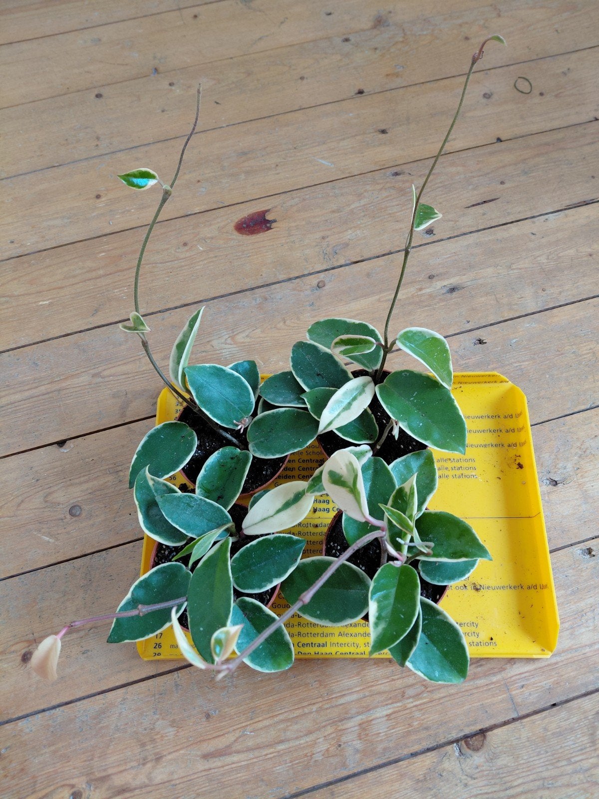Hoya Krimson Queen, Huis en Inrichting, Ophalen of Verzenden, Halfschaduw, Minder dan 100 cm