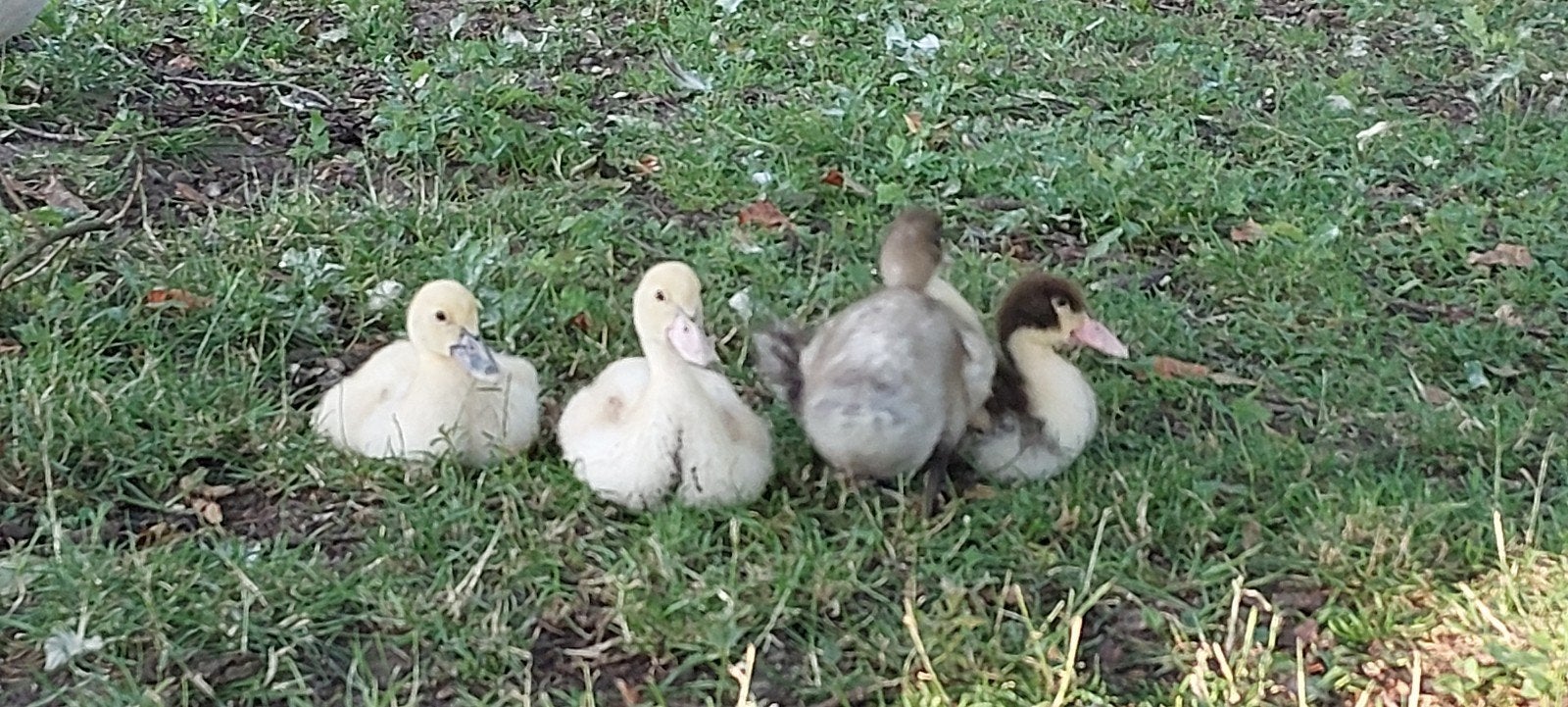 Kuikens loopeend/ kaapse eenden/ muskuseend, Meerdere dieren, Eend