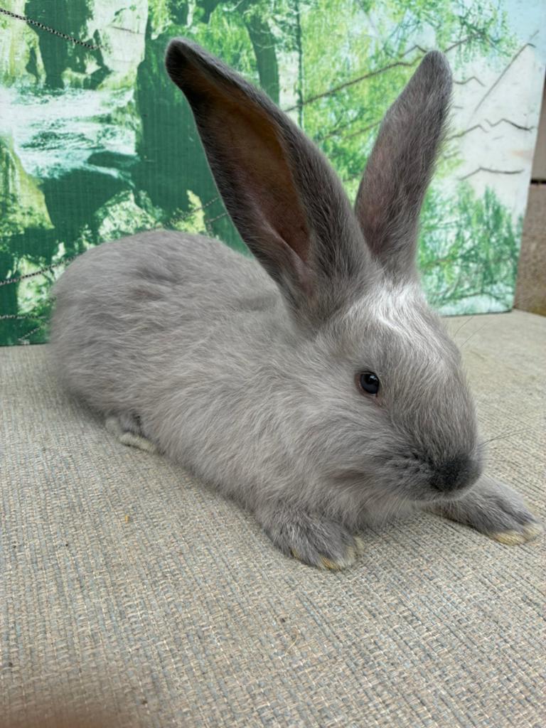 Duitse reus blue sable ram, Dieren en Toebehoren, Konijnen, Mannelijk, Groot, 0 tot 2 jaar