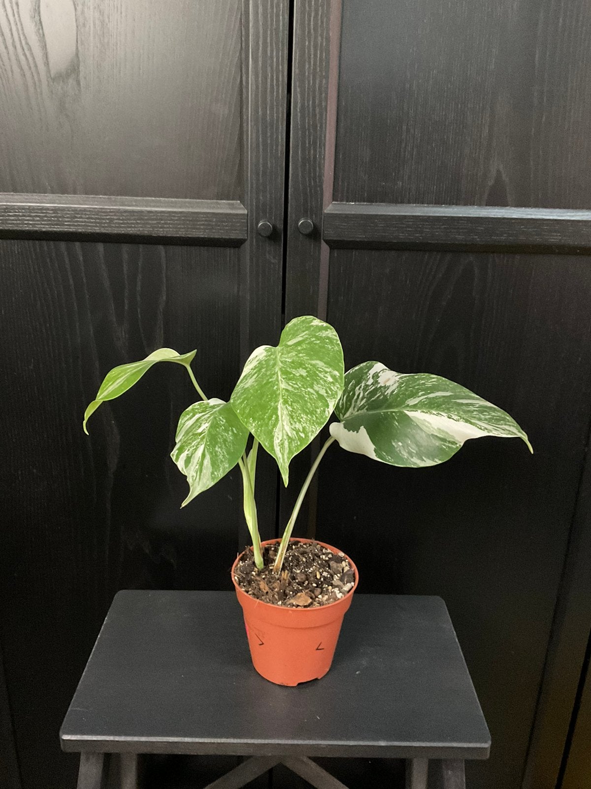 Monstera albo variegata plant 1, Ophalen, Overige soorten, Halfschaduw, Minder dan 100 cm