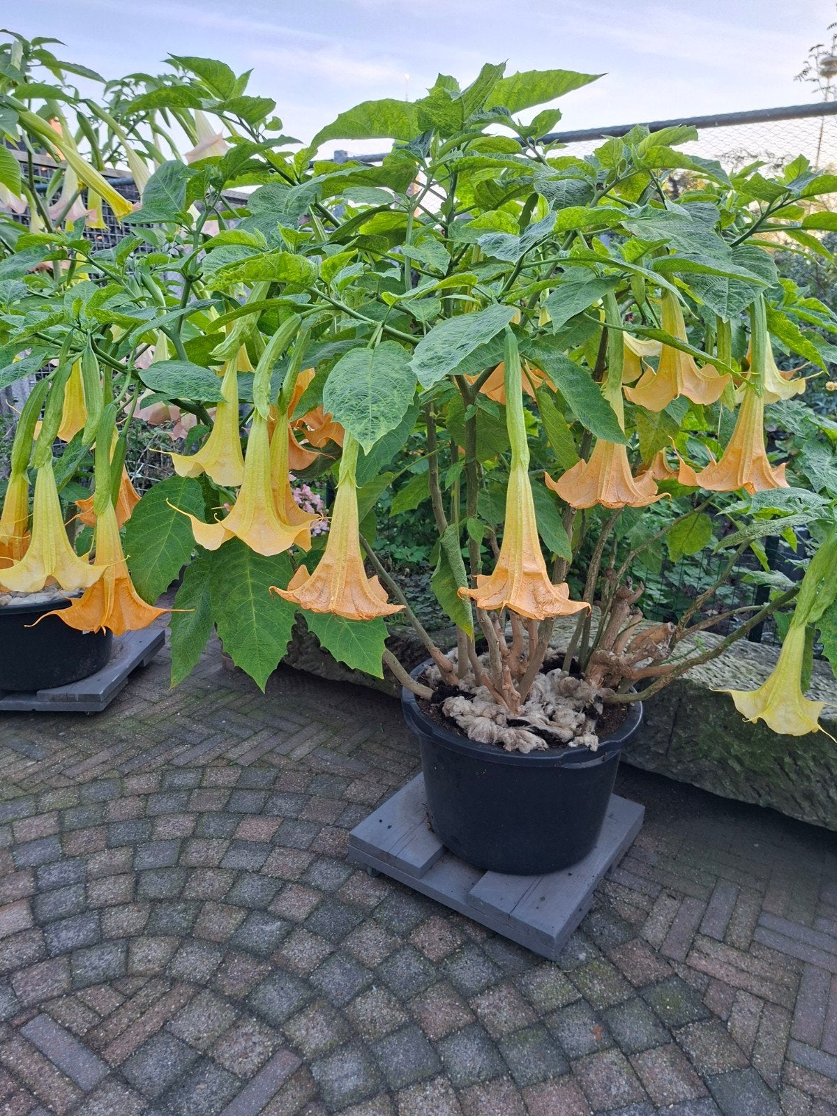 🌺Brugmansia's Planten - Rijk Bloeiend - Heerlijk Geurend, Ophalen, Vaste plant, Overige soorten, Halfschaduw
