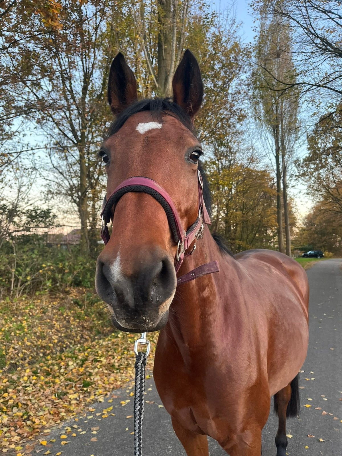Hannoveraan springpaard merry 7 jaar, Dieren en Toebehoren, Paarden, Merrie, Springpaard, Met stamboom, 170 tot 175 cm