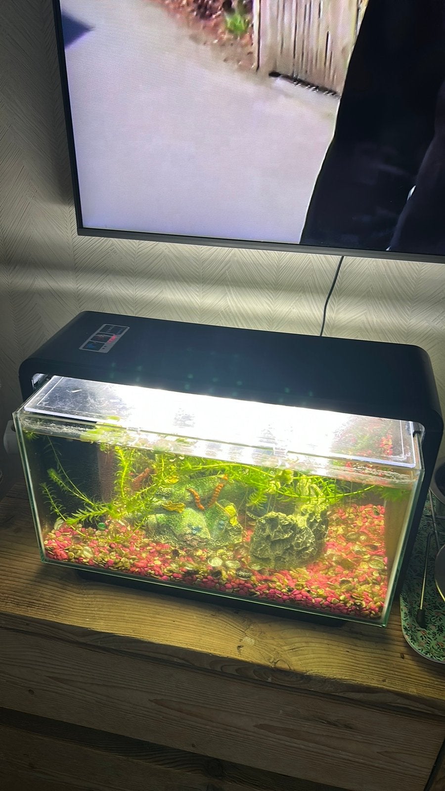 Aquarium met guppen, Dieren en Toebehoren, Vissen | Aquaria en Toebehoren, Ophalen, Zo goed als nieuw, Gevuld zoetwateraquarium
