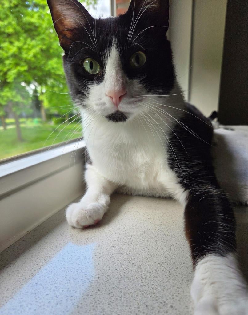 Ter adoptie MISHO ♂️, Kater, Kortharig, 0 tot 2 jaar