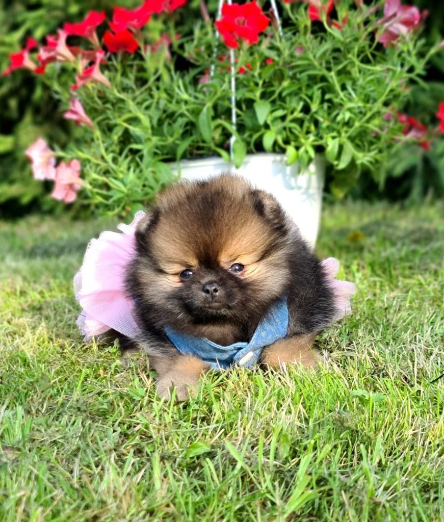 Pomeriaan pup teefje Orange Sable – Bear type, Keeshond, 8 tot 15 weken, Buitenland, Teef