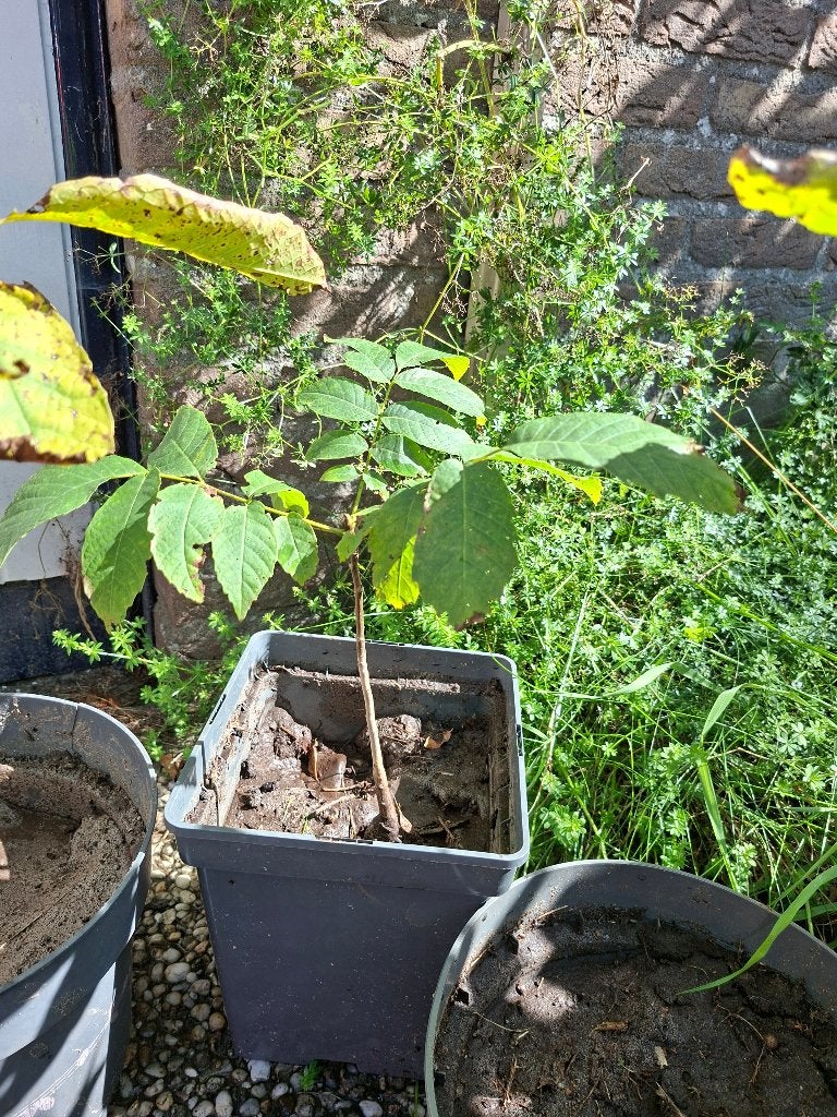 Walnotenboom, juglans regia, walnoot, okkernoot, Overige soorten, Minder dan 100 cm, Ophalen, Volle zon