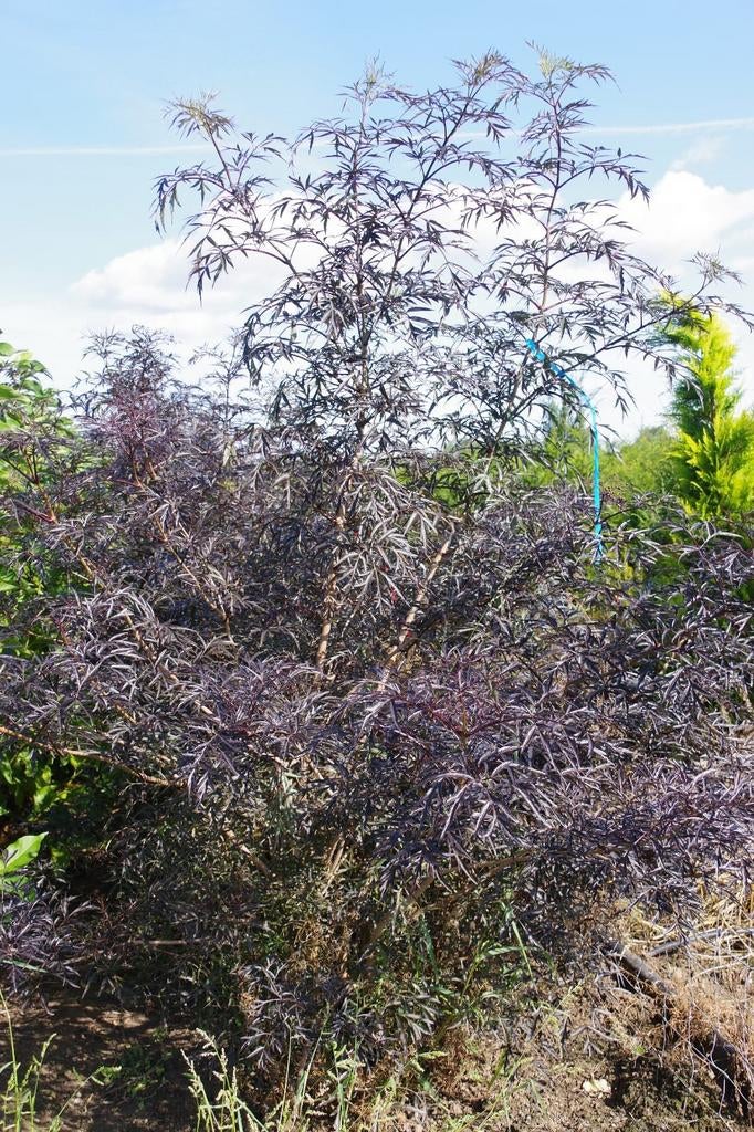 meerstammige zwarte vlier sambucus nigra black lace, Overige soorten, Zomer, Ophalen, Volle zon