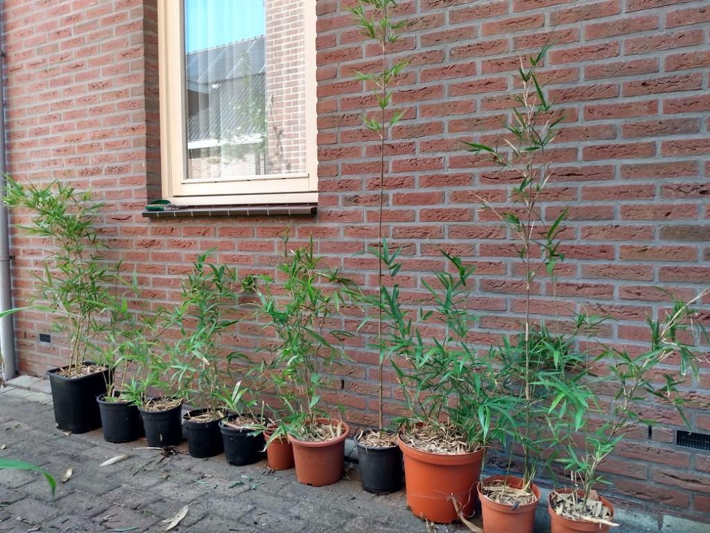 kleine bamboe voor plantenbak of haag LAATSTE EXEMPLAREN, Tuin en Terras, Ophalen, Bamboe, Haag, 250 cm of meer