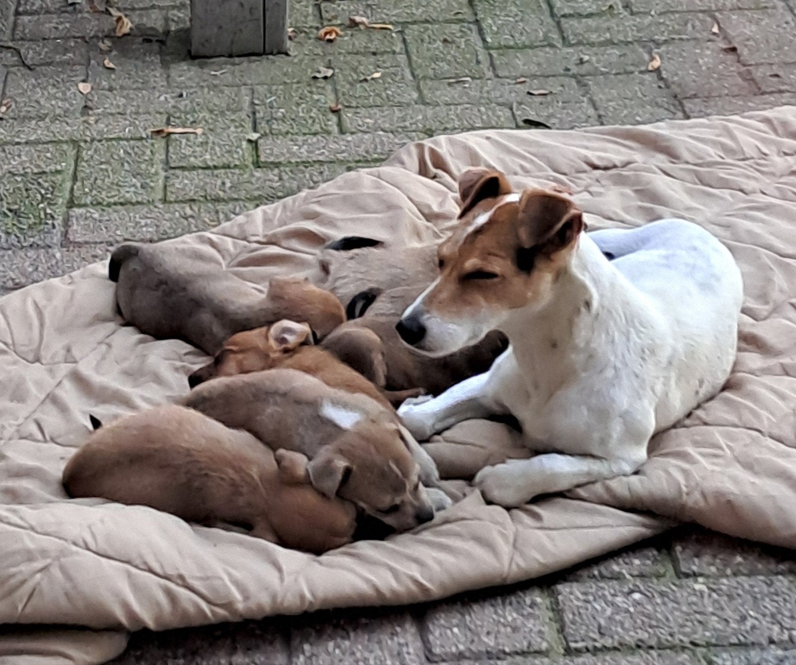 Kruising Jack Russel pups, Jack Russell Terriër, Reu, 8 tot 15 weken, Meerdere