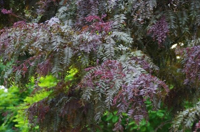 BOOM Gleditsia triacanthos 'Rubylace' Valse Christusdoorn, Overige soorten, Volle zon, Vaste plant, Ophalen of Verzenden