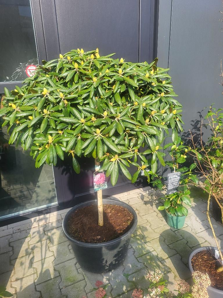 Rhododendron Y Kalinka op stam, Tuin en Terras, Planten | Bomen, Lente, 100 tot 250 cm, Ophalen, Volle zon