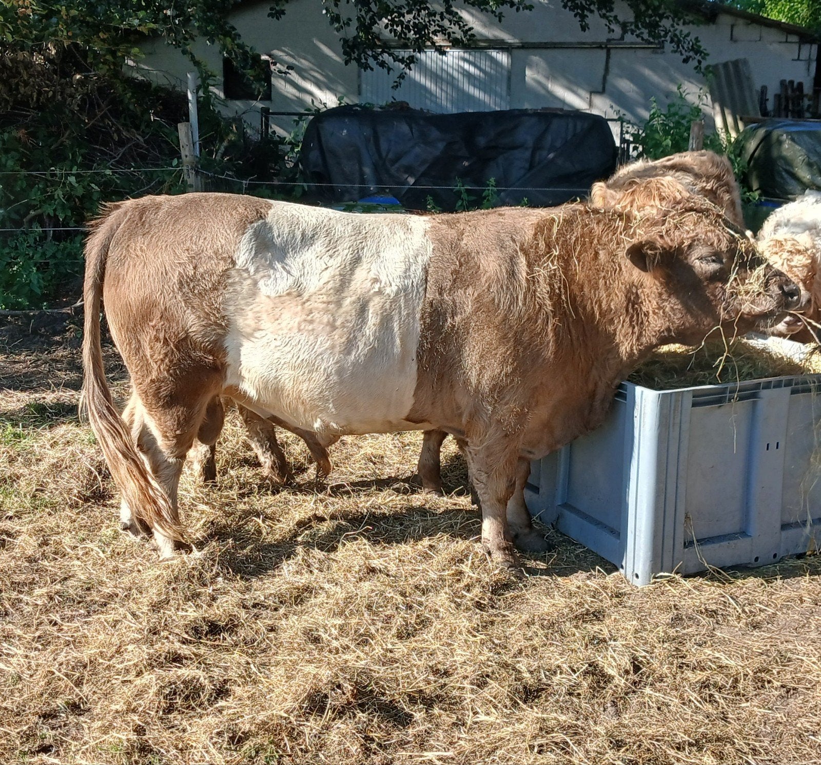 2 belted galloway stieren, Mannelijk, 0 tot 2 jaar
