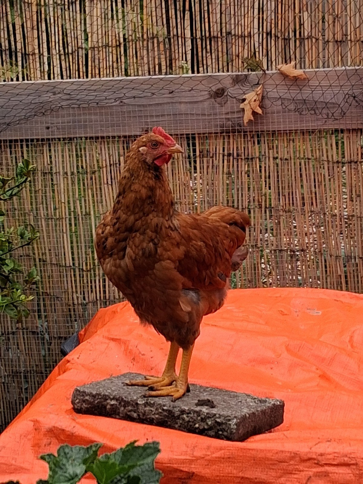 Haantje gratis, Dieren en Toebehoren, Pluimvee, Mannelijk, Kip
