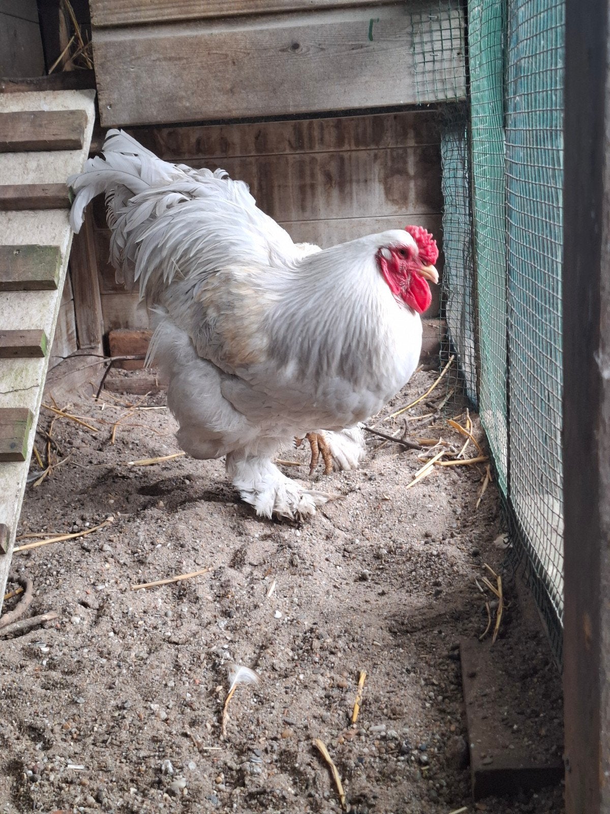 Brahma haan Bram, Dieren en Toebehoren, Pluimvee, Mannelijk, Kip