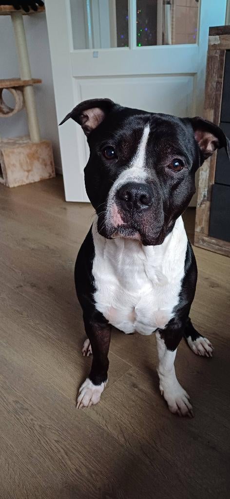 Stafford & Pitbull mix - Reu, Dieren en Toebehoren, Parvo, Eén hond, 3 tot 5 jaar, Nederland