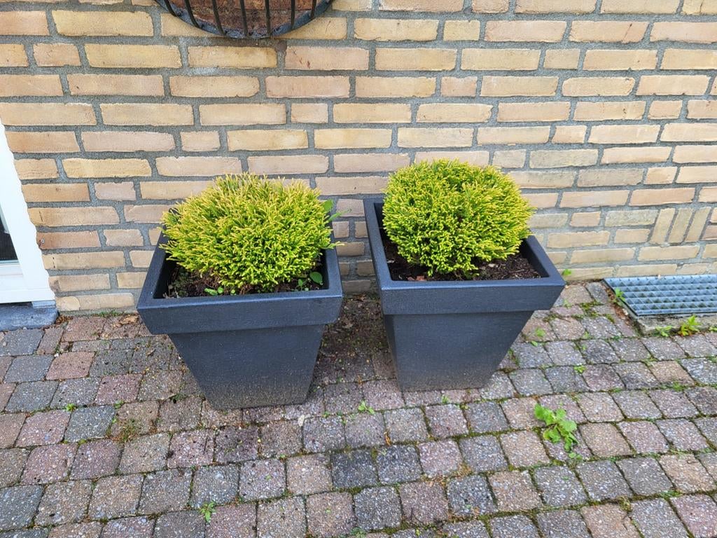 Gratis aftehalen  div. planten, Ophalen, Gebruikt, Minder dan 30 cm, Rond