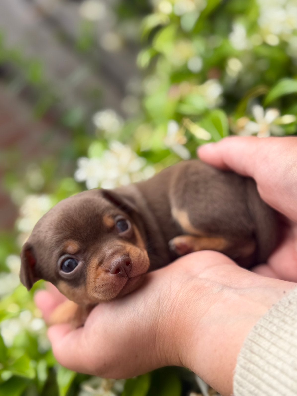 🌸Prachtige chihuahua pups, 8 tot 15 weken, Meerdere, Meerdere dieren, Chihuahua