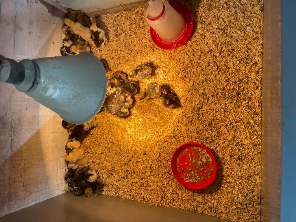 Brahma kuikens diverse kleuren, Geslacht onbekend, Kip