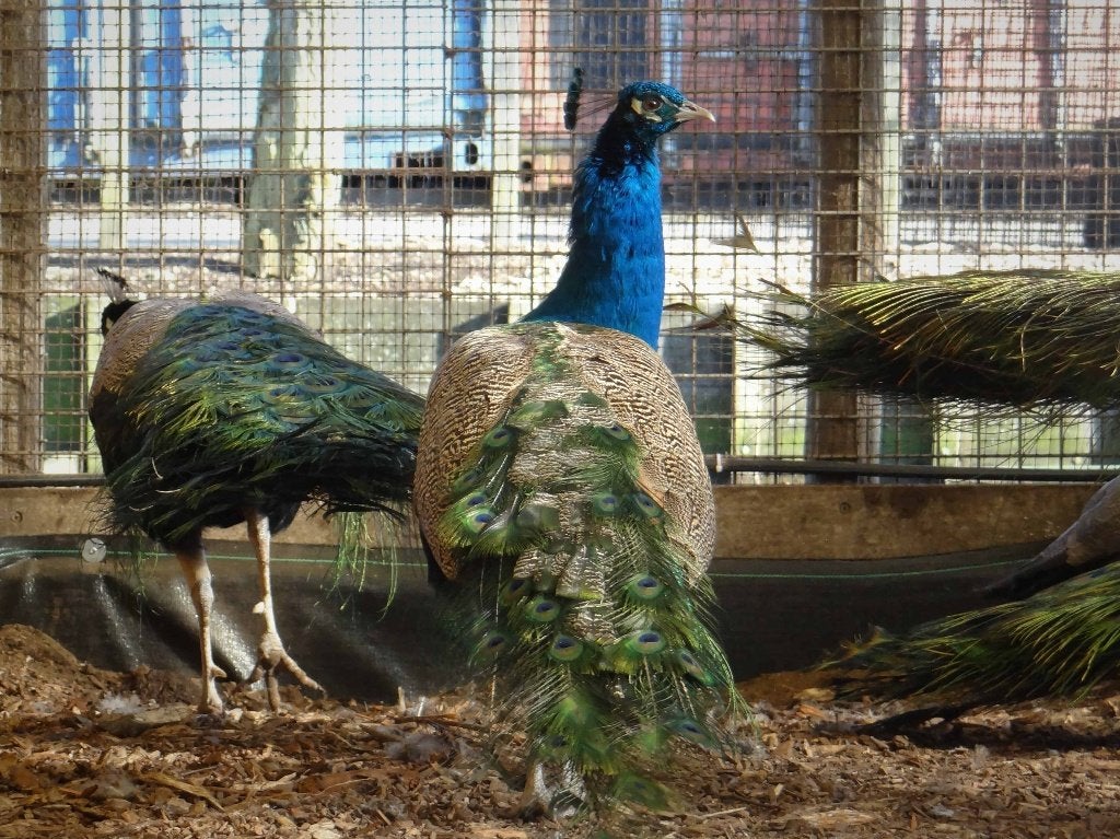 Blauwe pauwen | Deskundig advies, Dieren en Toebehoren, Pluimvee, Meerdere dieren, Overige soorten