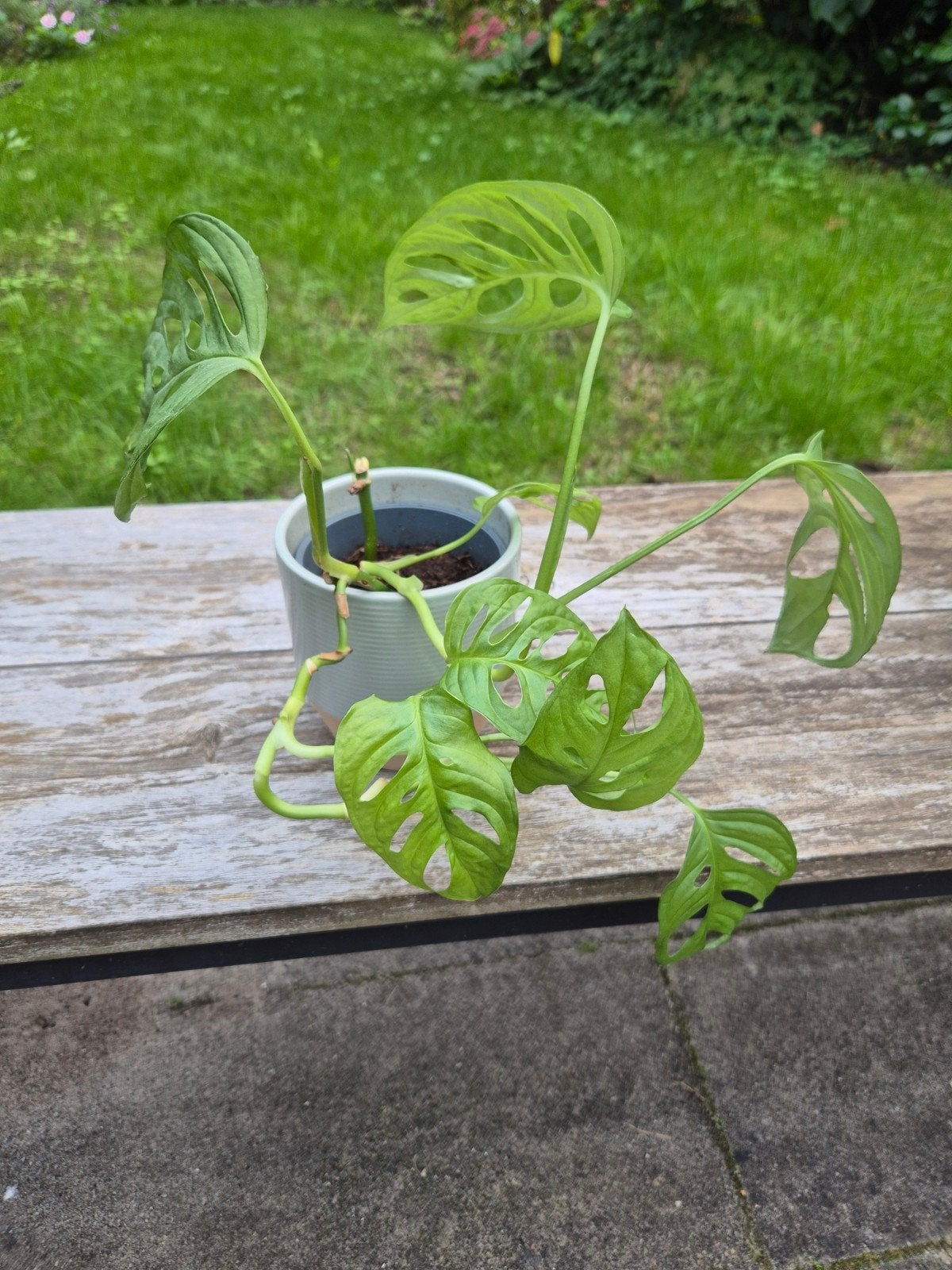 Monstera Adansonii (Monkey Mask) in groen/grijze pot, Ophalen, Overige soorten, Halfschaduw, In pot