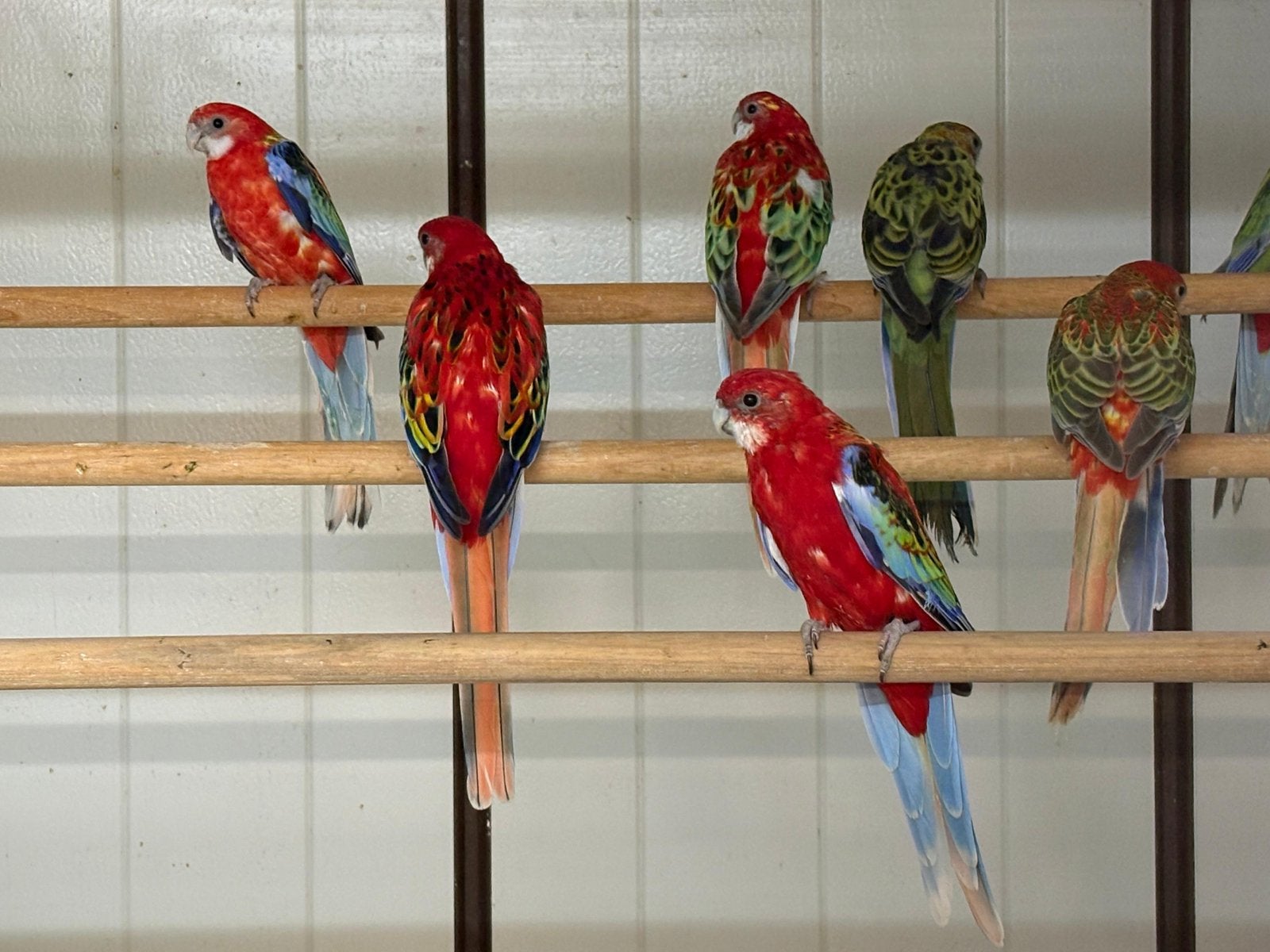 Te koop verschillende mutatie rosella parkieten, Meerdere dieren, Parkiet, Geringd