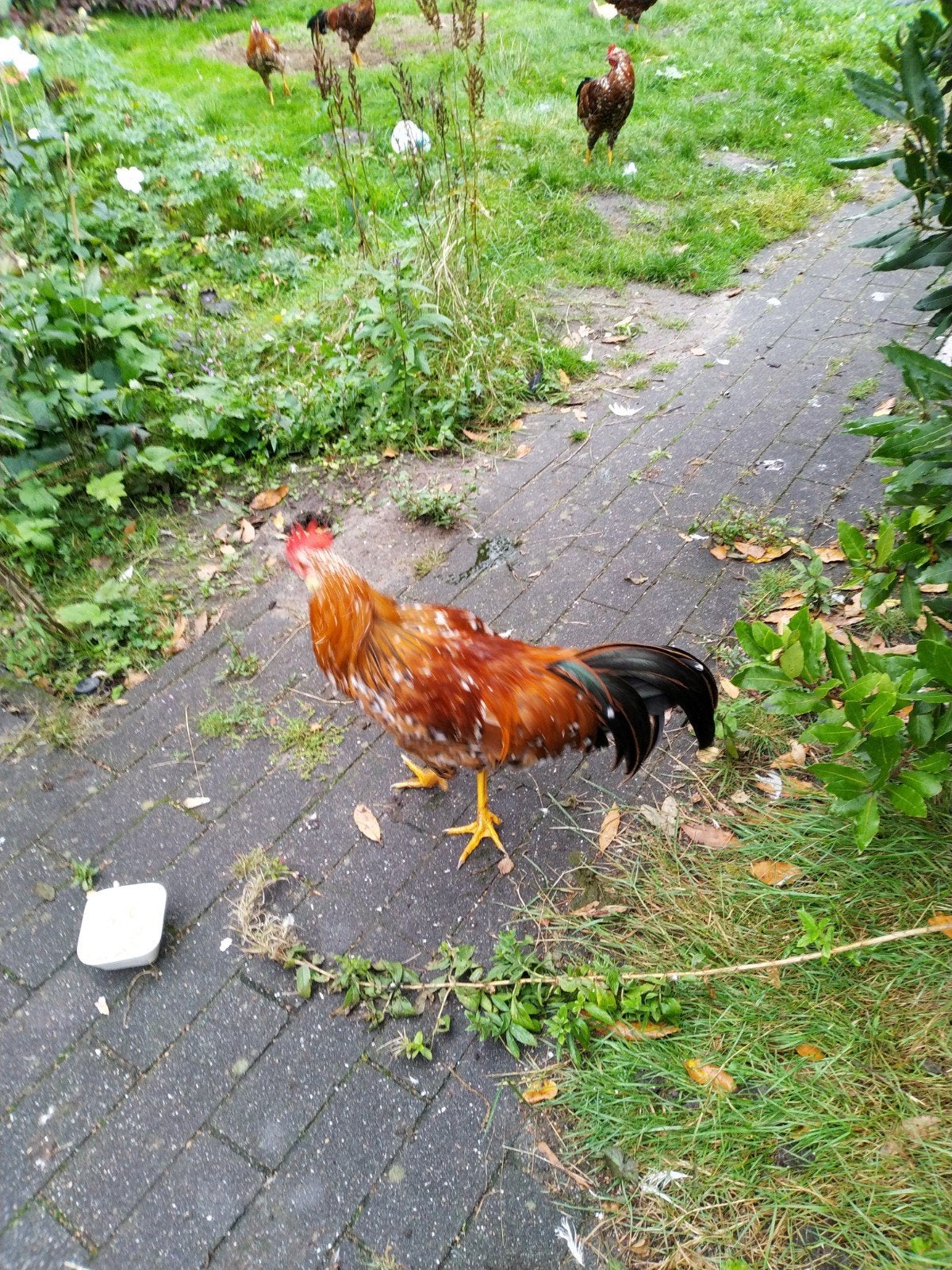 3 hanen ze zijn heel tam, Dieren en Toebehoren, Mannelijk, Kip