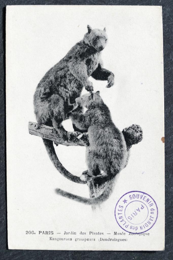 Opgezette kangoeroes, Jardin des Plantes, Paris, 1917, Verzenden, Voor 1920, Ongelopen, Wild dier