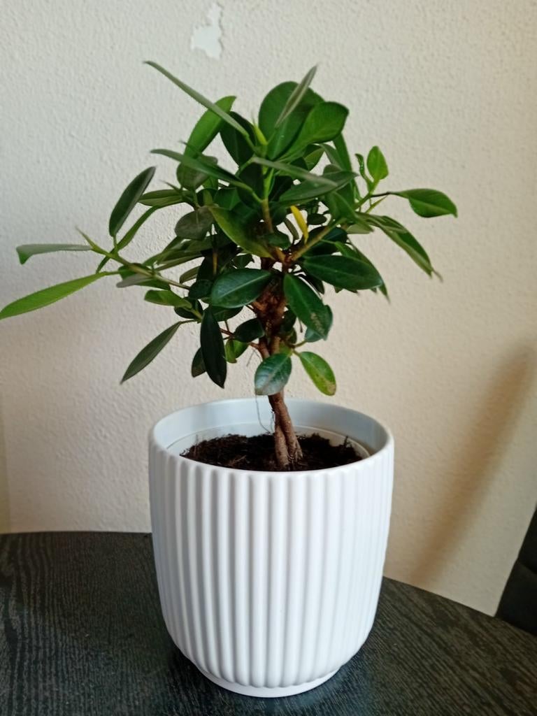 Mooie Ficus maya Bonsai in Witte Pot, Huis en Inrichting, Kamerplanten, Ophalen, Ficus, Halfschaduw, In pot