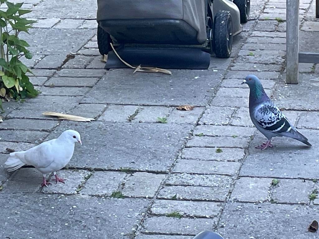 Koppel duiven stel witte sierduif en grijze duivenkoppel, Meerdere dieren, Overige soorten
