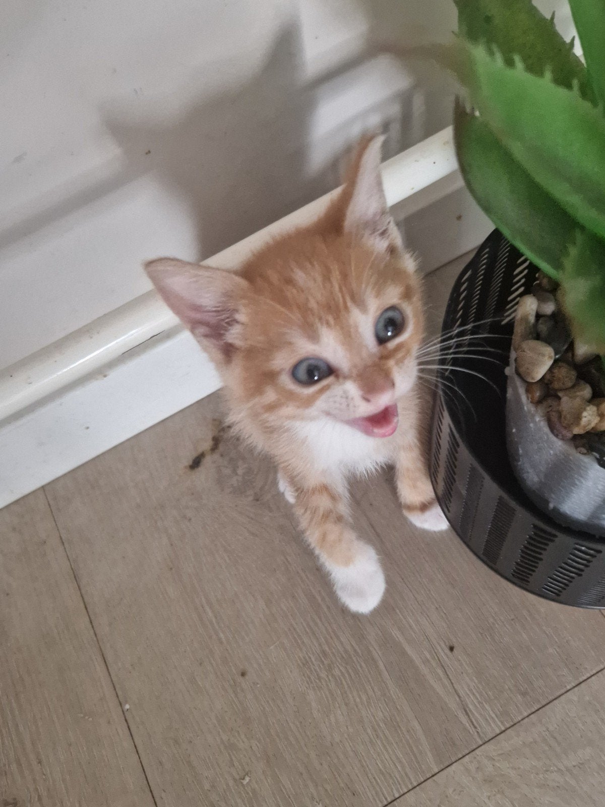 Kittens die een liefdevol huisje zoeken