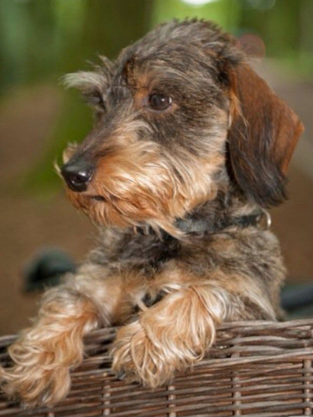 Warm mandje beschikbaar, Reu, CDV (hondenziekte), Dwerg, Eén hond
