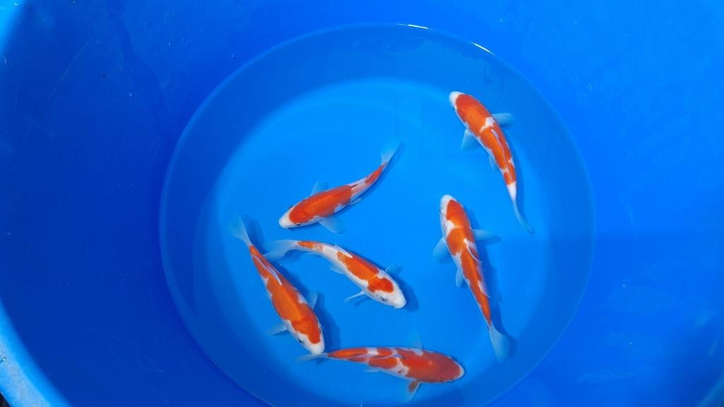 Mooie tosai kohaku van sakazume, Dieren en Toebehoren, Vissen | Vijvervissen, Karper of Koi