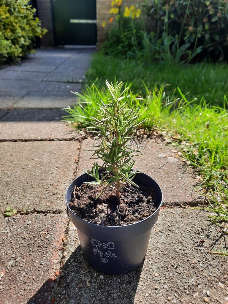 Bio rozemarijn plantje - ca. 25 cm, Tuin en Terras, Planten | Tuinplanten, Ophalen, Volle zon, Vaste plant, Kruiden